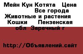 Мейн Кун Котята › Цена ­ 15 000 - Все города Животные и растения » Кошки   . Пензенская обл.,Заречный г.